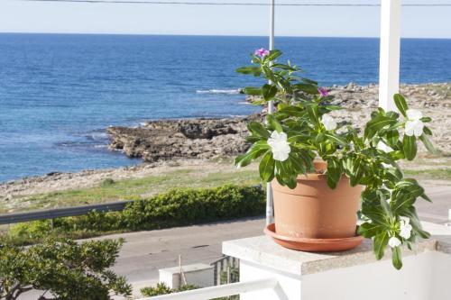 Sea Dreams House