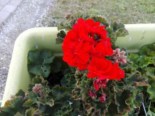 Bed & Breakfast La Casa Delle Farfalle