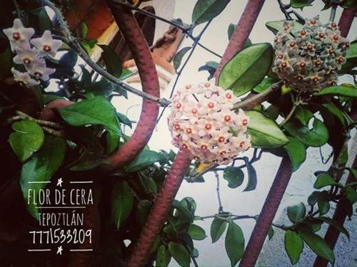 Hostal Flor De Cera
