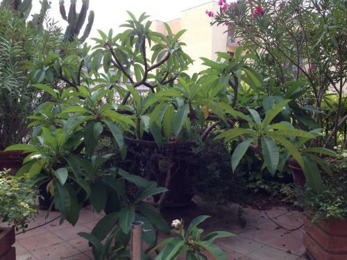 Bed & Breakfast L'orangerie
