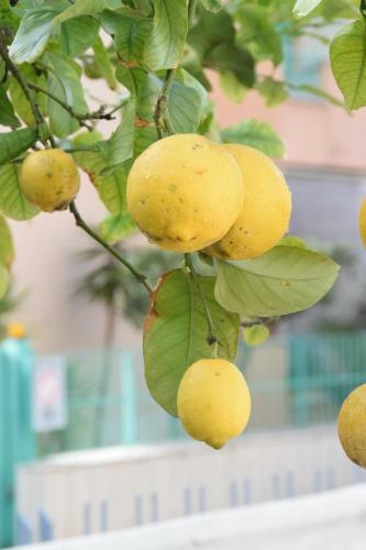 Apartamento Il Giardino Dei Limoni