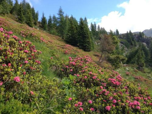 Hotel Albergo Chalet Abete Rosso