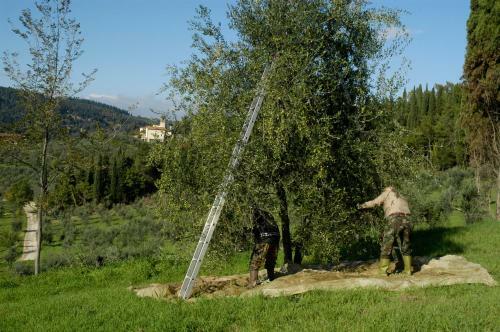 Agroturismo Fattoria Di Maiano