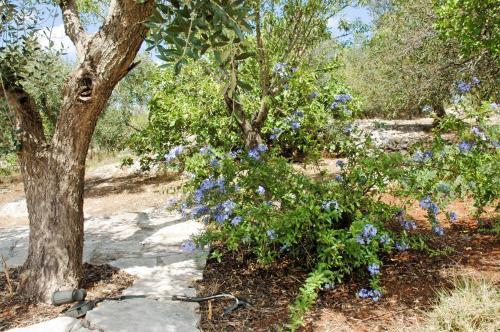 Holiday Home Casa Giuliveto