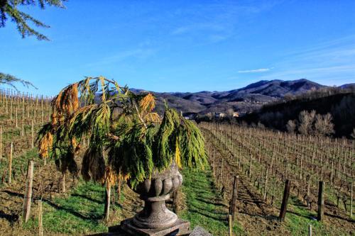 Bed & Breakfast L'oasi Nel Vigneto