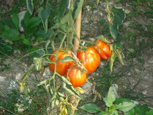 Agroturismo Casale La Fornace
