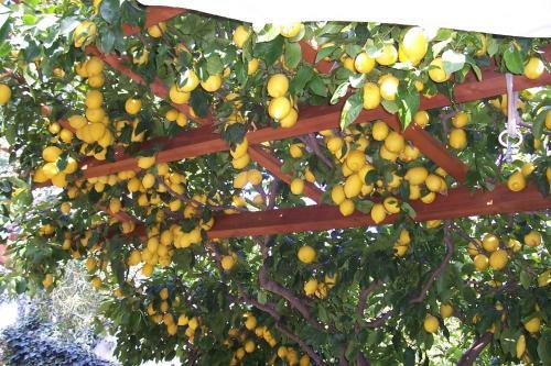 Bed & Breakfast Luna&limoni