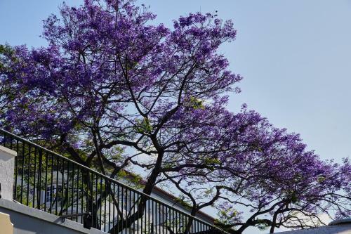 Apartamento Pimenta Funchal Downtown