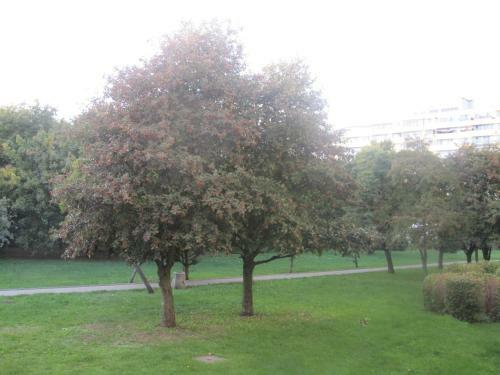Apartament Paul