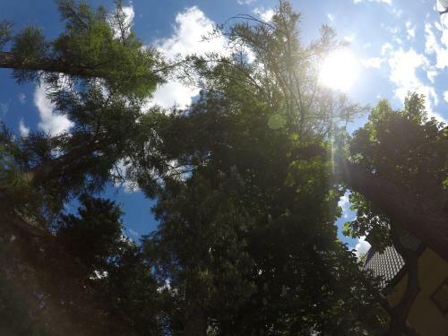 Sunshine Chalet