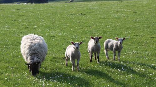 Pitlochry Syha Hostelling Scotland