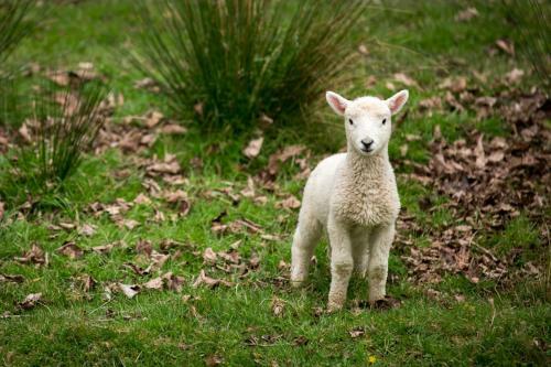 Aoraki Cottage B&b/farm Stay