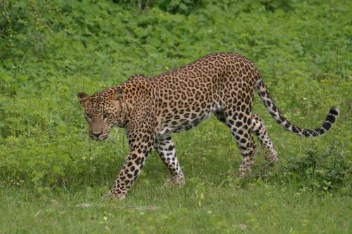 Jetwing Safari Camp (all Inclusive)