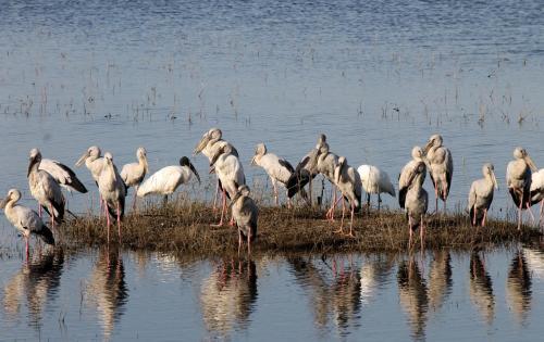 Jetwing Safari Camp (all Inclusive)