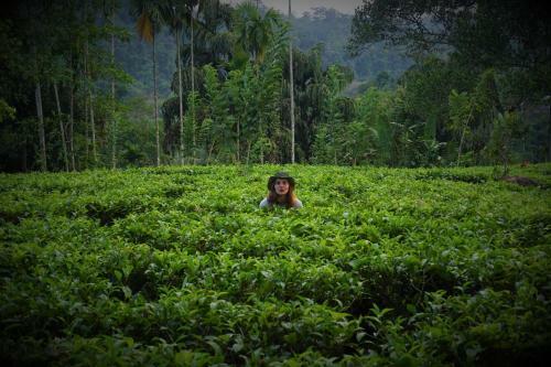 Sinharaja Tranquil Homestay
