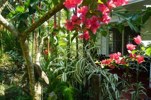 Sinharaja Tranquil Homestay