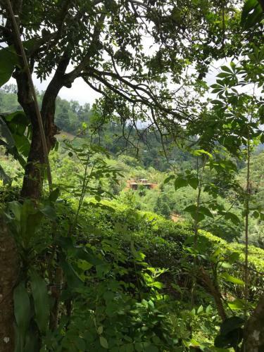 Sinharaja Tranquil Homestay