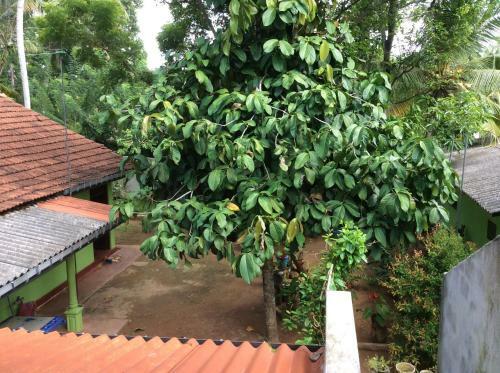 Hostal Ancient Tree