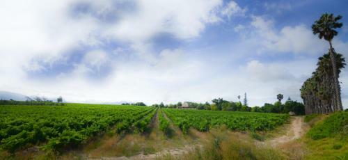Hostal Skilpadvlei Wine Farm