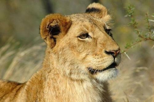 Ngama Tented Safari Lodge