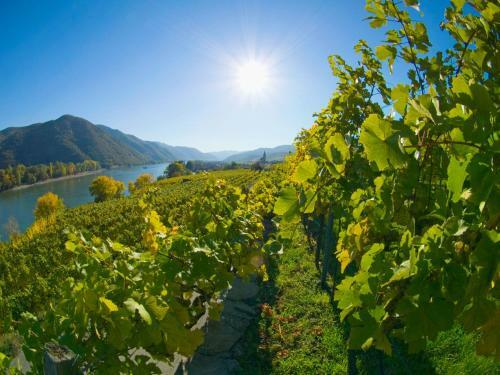 Gartenhotel & Weingut Pfeffel D�rnstein