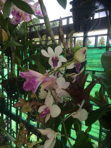Rawai Plantation Villa