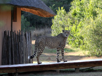 Posada Bukela Game Lodge