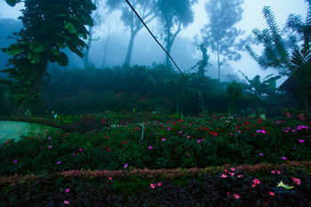 Hotel Misty Mountain Resort