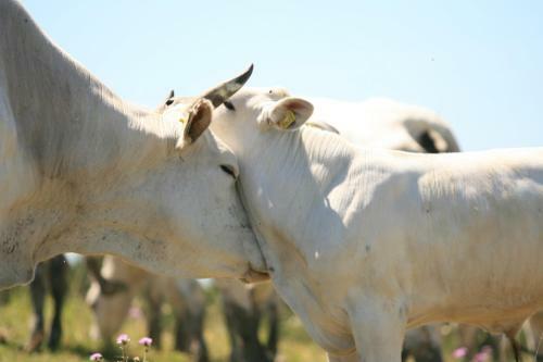 Agroturismo Poggio Cornetto
