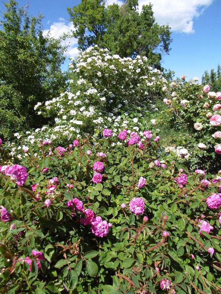 Bed & Breakfast Les Terrasses De Valensole