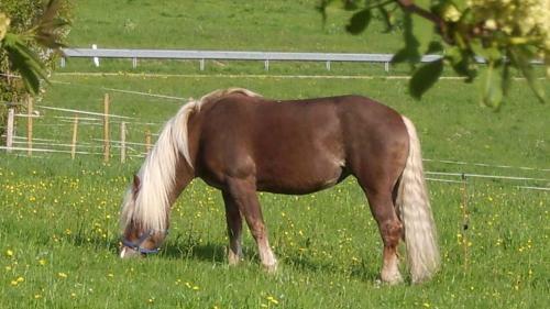 Hotel Feriengasthof L�wen