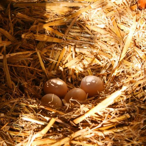 Bed & Breakfast Couleur Lavande