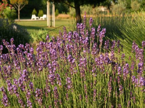 Bed & Breakfast Couleur Lavande