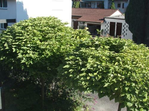 Apartamento Ferienwohnungen Pano