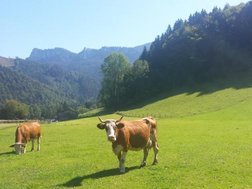 Agroturismo Bauernhof Aiblinger