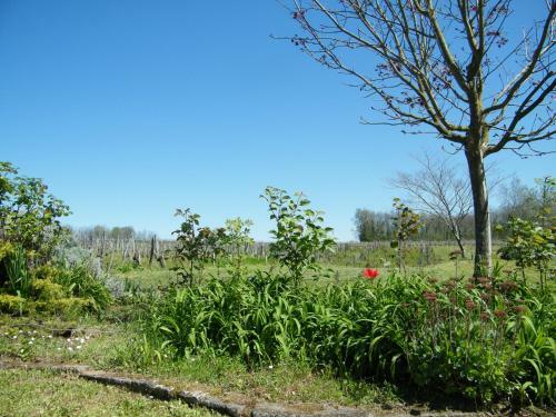 Clos Vieux Rochers Vineyard