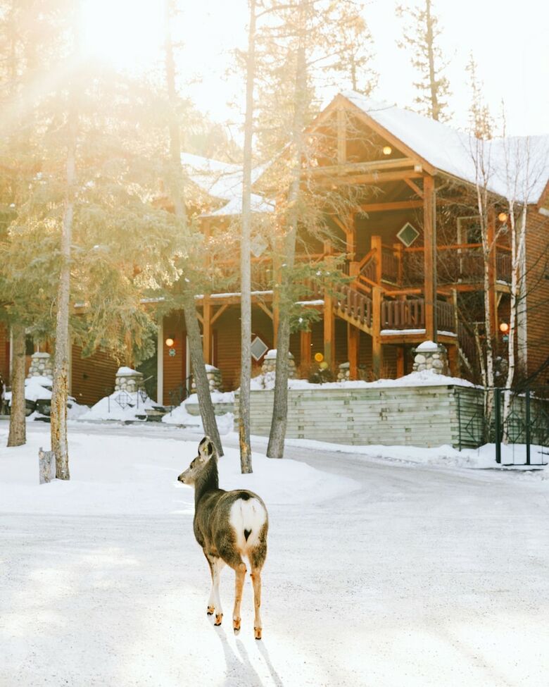 Hotel Buffalo Mountain Lodge