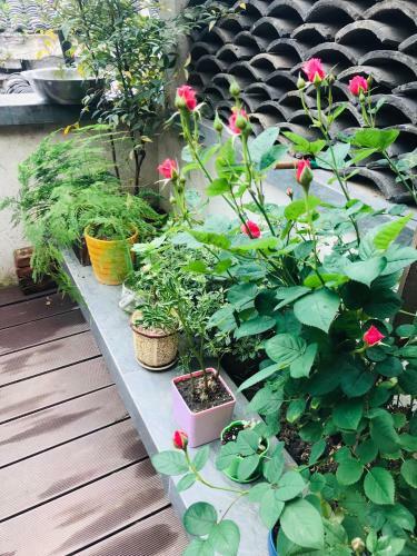 Posada Garden Boutique Inn