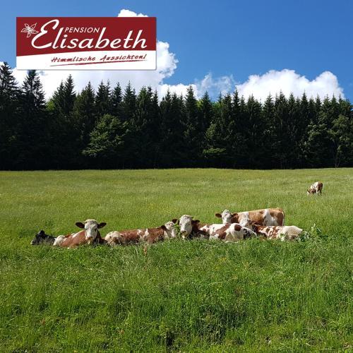 Apartamento Pension Elisabeth