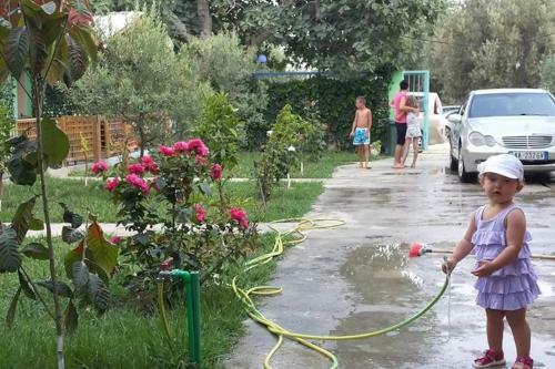 The Olive Grove