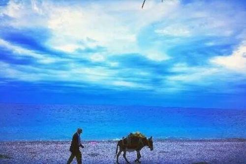 The Olive Grove