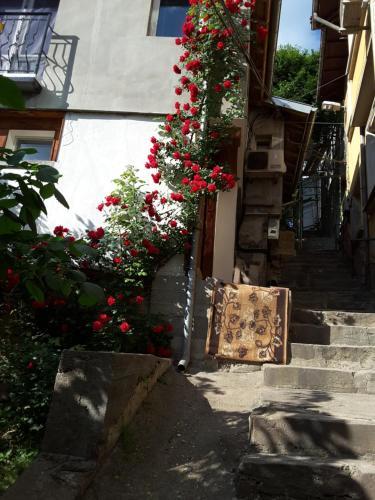 Hostal Diana Guesthouse