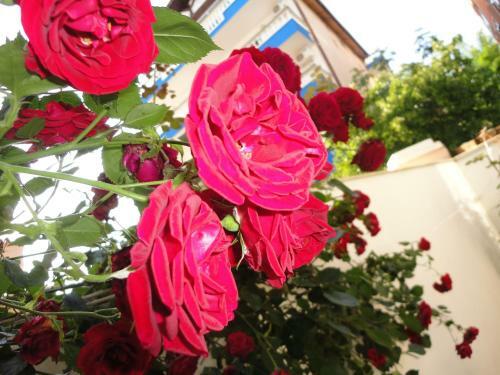 Hostal Borko Guest House
