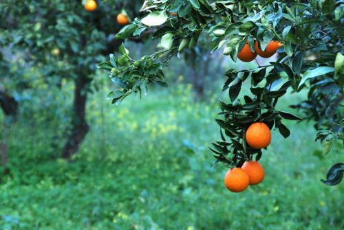 Agroturismo Vavla Rustic Retreat