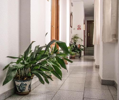 Hostal Pensi�n Ciudad Navarro Ramos