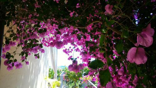 Hostal Dreams Guest House