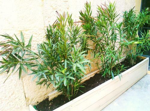 Bed & Breakfast Gli Oleandri