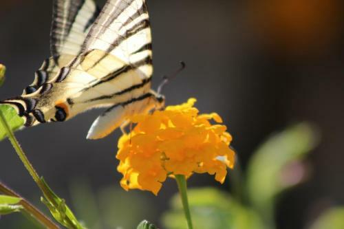 Agroturismo Masseria Valente