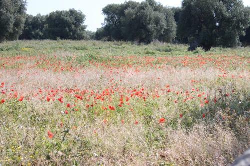 Agroturismo Masseria Valente