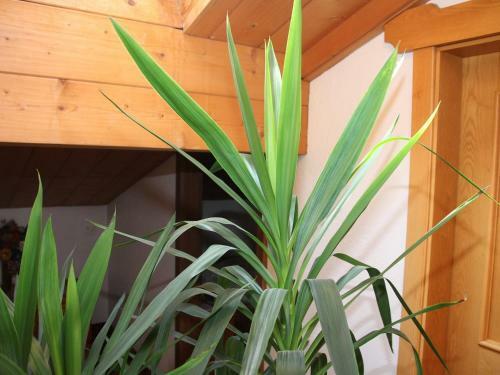 Apartamento Residence Rottonara